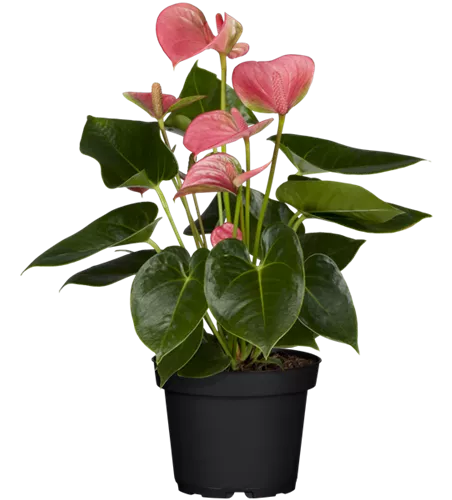 Anthurium x andreanum, rosa