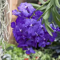 Vanda
