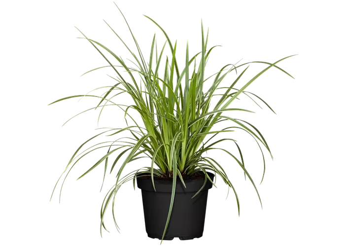 Carex morrowii ssp. foliosissima 'Icedance'