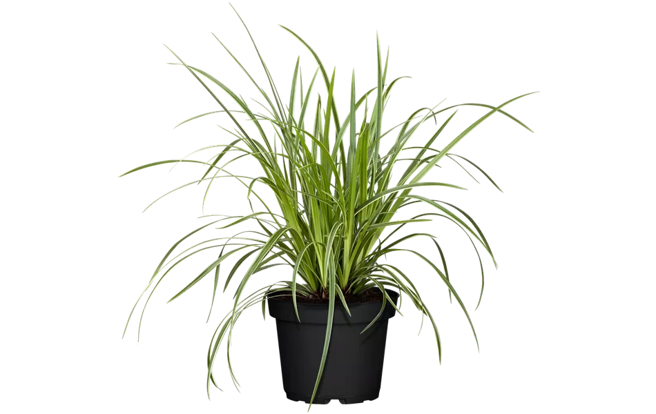 Carex morrowii ssp. foliosissima 'Icedance' Carex morrowii ssp. foliosissima 'Icedance'