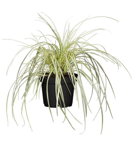 Carex oshimensis 'Evergold'