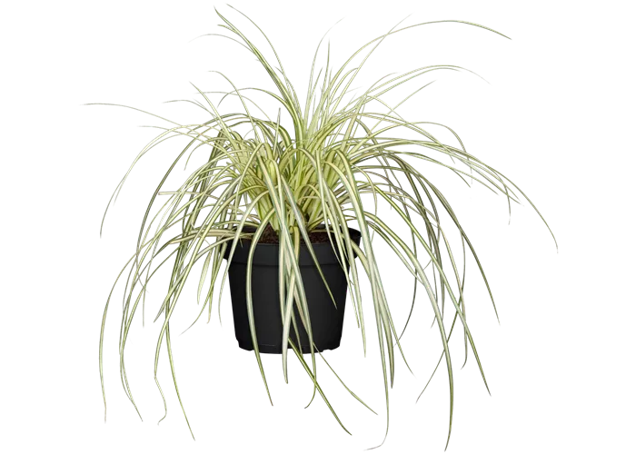 Carex oshimensis 'Evergold'