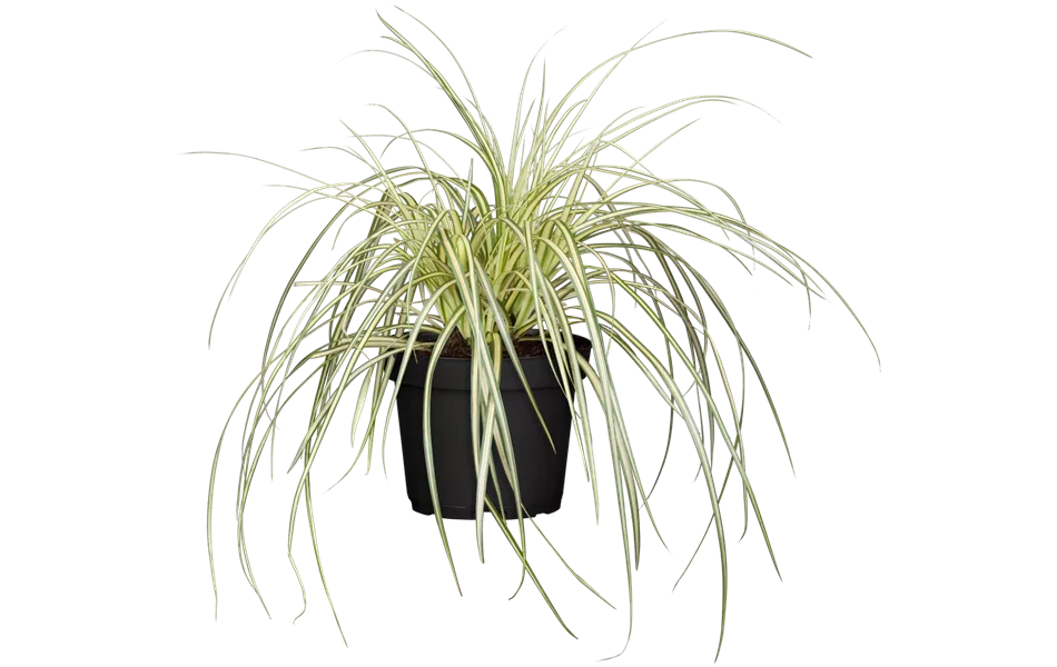 Carex oshimensis 'Evergold' Carex oshimensis 'Evergold'