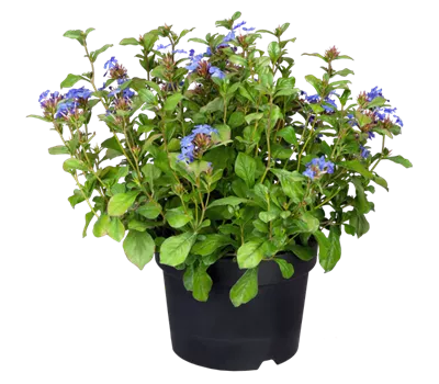 Ceratostigma plumbaginoides