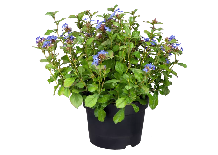 Ceratostigma plumbaginoides