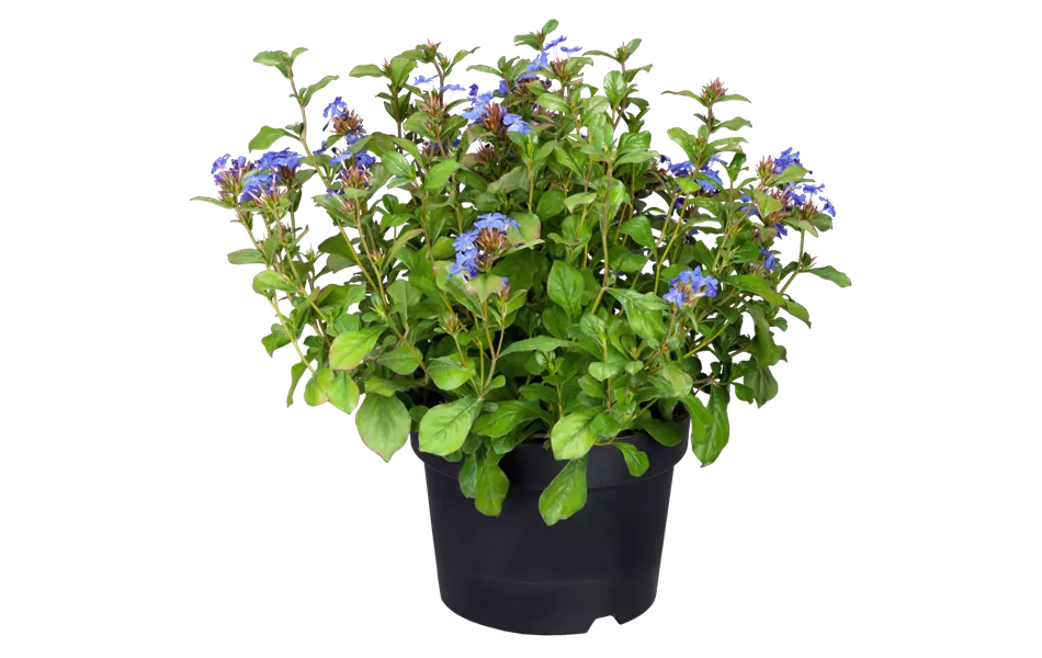 Ceratostigma plumbaginoides