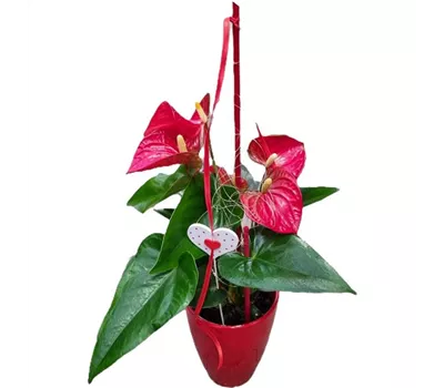 Anthurie rot dekoriert