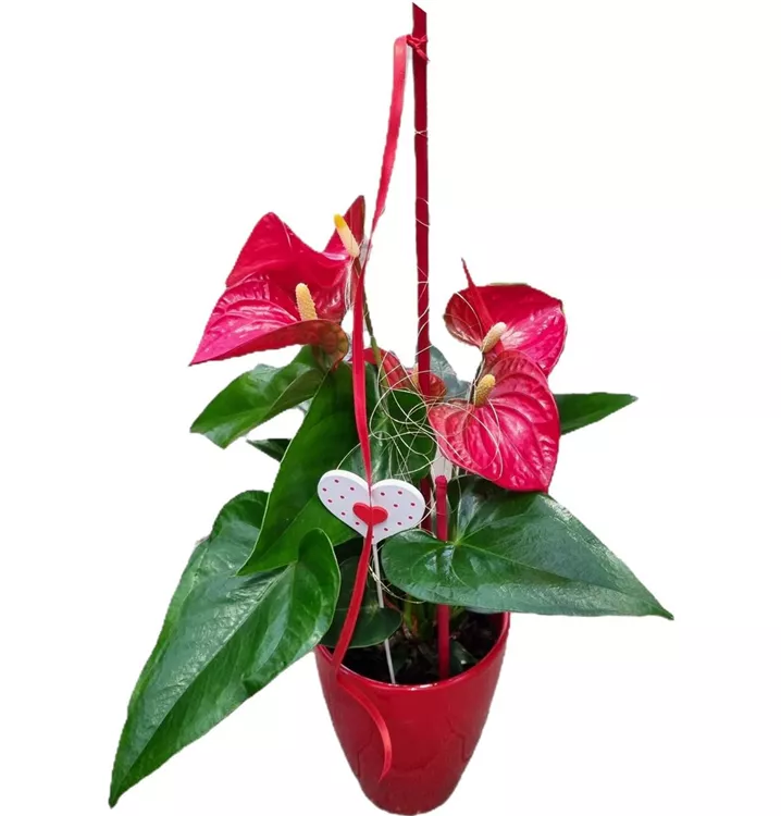 1A Arrangement Valentinstag