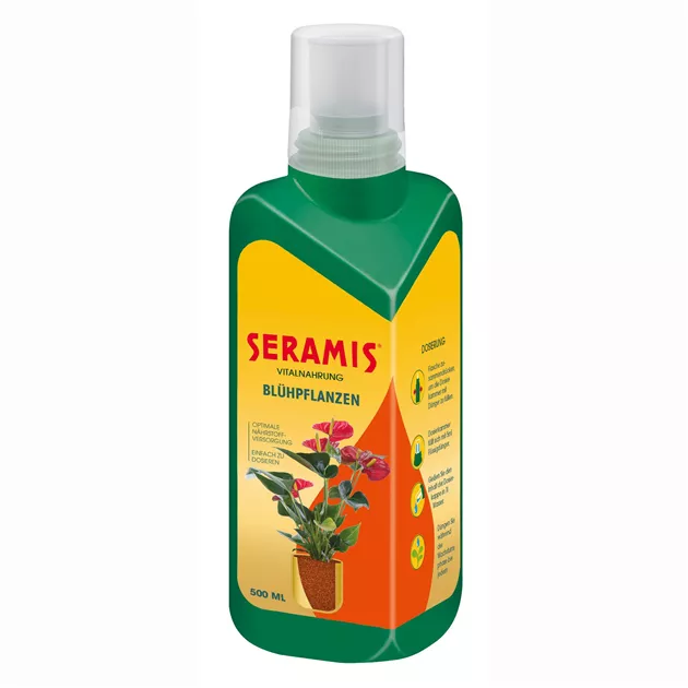 kentia palme düngen Kentiapalme – Elegante Zimmerpflanze für drinnen und draußen – XXLplant