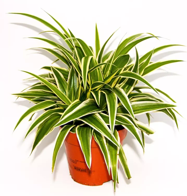 Chlorophytum comosum 'Ocean'