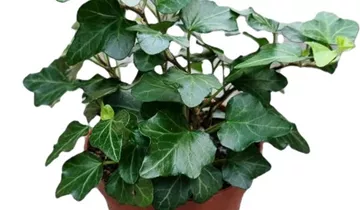 1A Garten Ammer