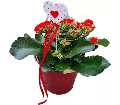 Kalanchoe rot dekoriert