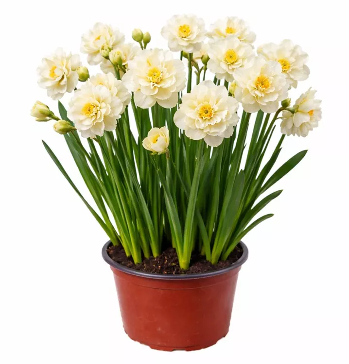 Narzisse 'Bridal Crown'