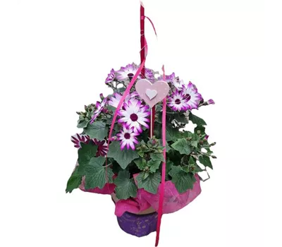 Senetti weiß-pink dekoriert