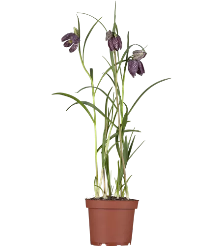 Fritillaria meleagris