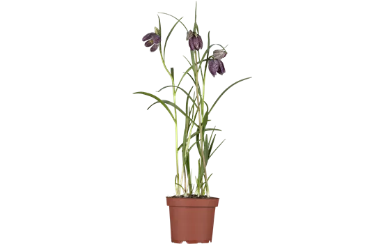 Fritillaria meleagris