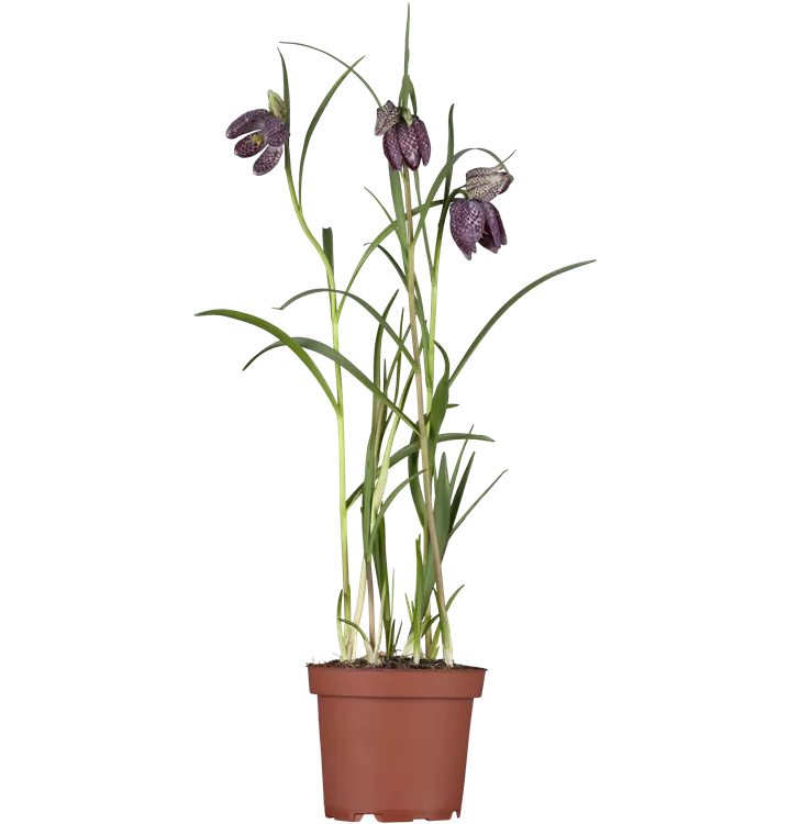 Gewöhnliche Schachblume