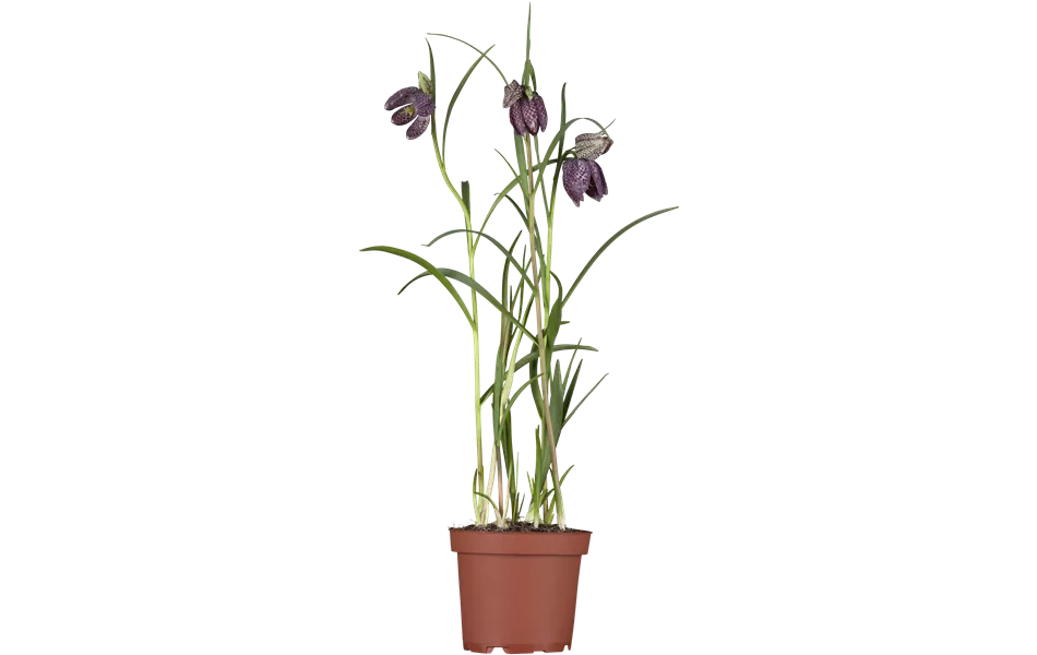 Fritillaria meleagris