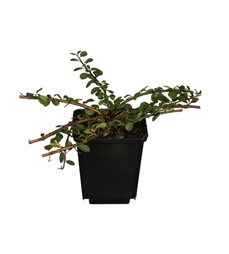 Cotoneaster dammeri 'Frieders Evergreen'