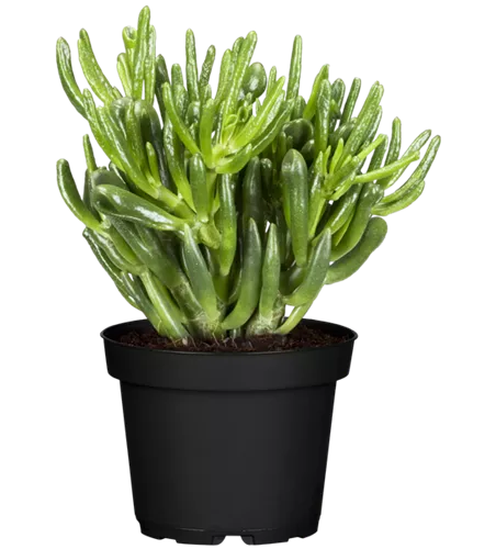 Crassula ovata 'Horn Tree'