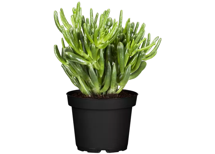 Crassula ovata 'Horn Tree'