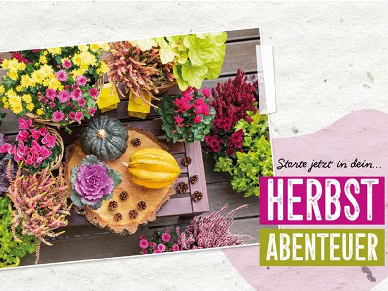 🍁🍂Verkaufsoffener Sonntag - Mantelsonntag🍂🍁