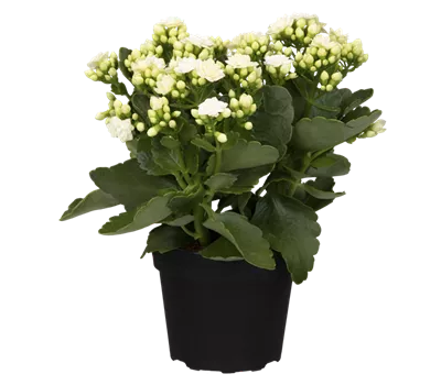 Kalanchoe blossfeldiana, weiß