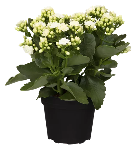 Kalanchoe blossfeldiana, weiß