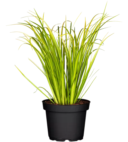 Acorus calamus