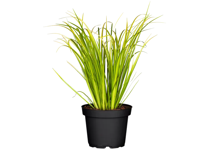 Acorus calamus