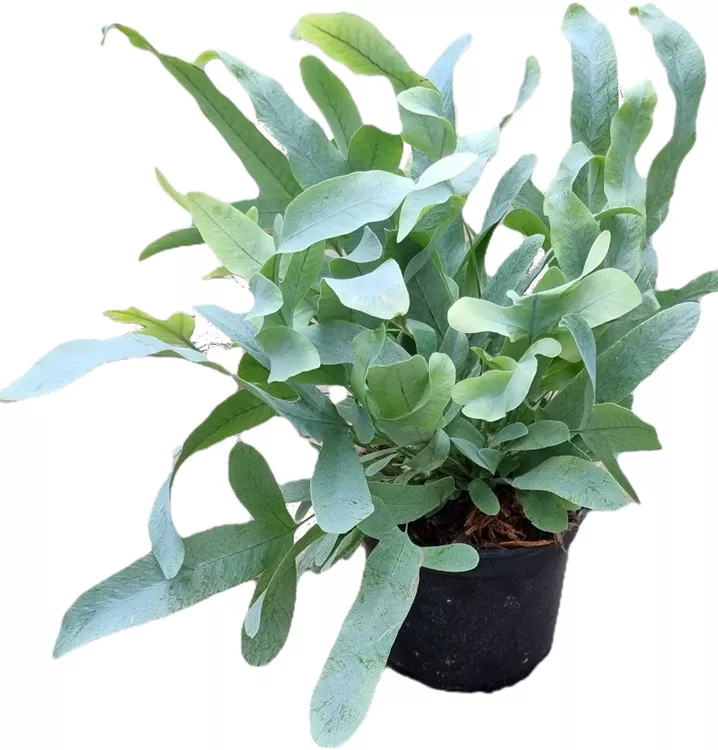Phlebodium aureum 'Blue Star'