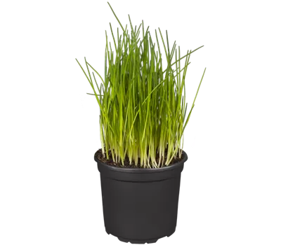 Allium schoenoprasum