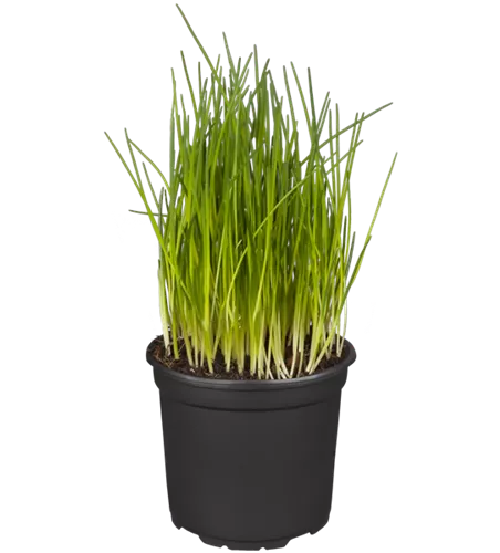 Allium schoenoprasum