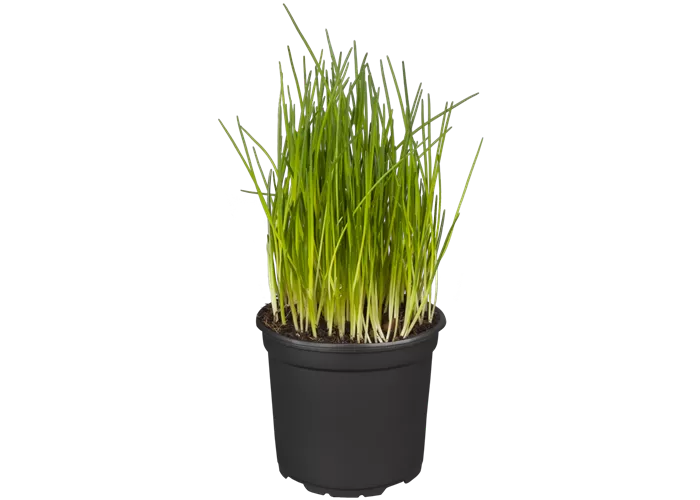 Allium schoenoprasum