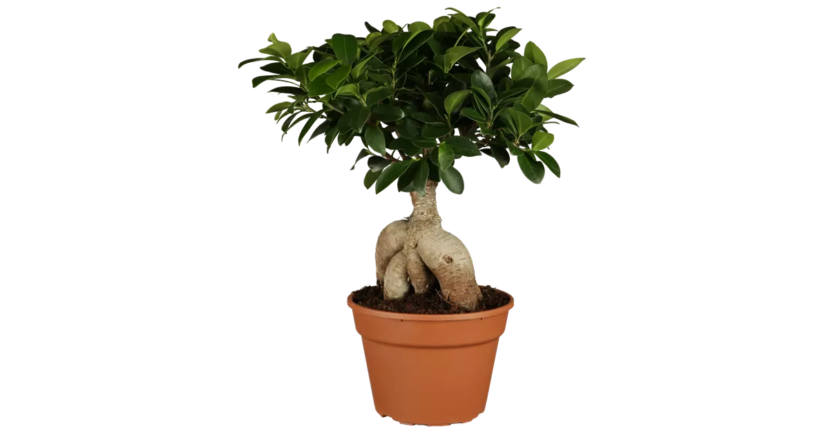 Ficus microcarpa 'Ginseng', Chinesische Feige 'Ginseng' - 1A Garten Ammer