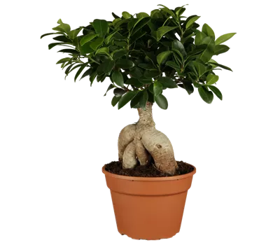 Ficus microcarpa 'Ginseng' Ficus microcarpa 'Ginseng'
