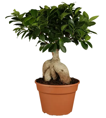 Ficus microcarpa 'Ginseng'