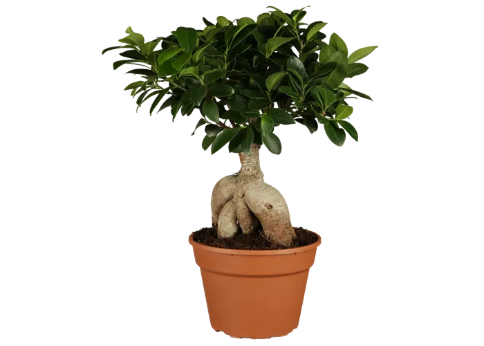 Ficus microcarpa 'Ginseng'