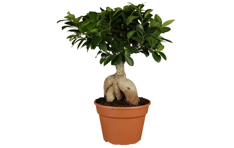 Ficus microcarpa 'Ginseng' Ficus microcarpa 'Ginseng'