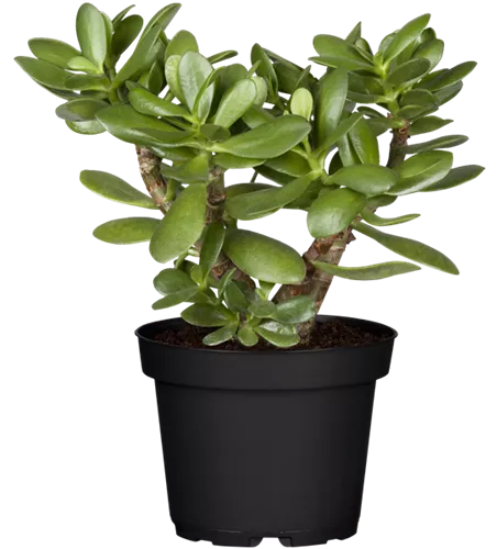 Crassula ovata