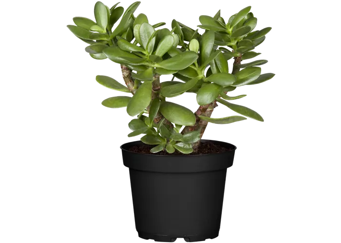 Crassula ovata