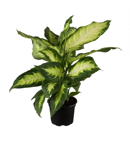 Dieffenbachia maculata 'Camilla'