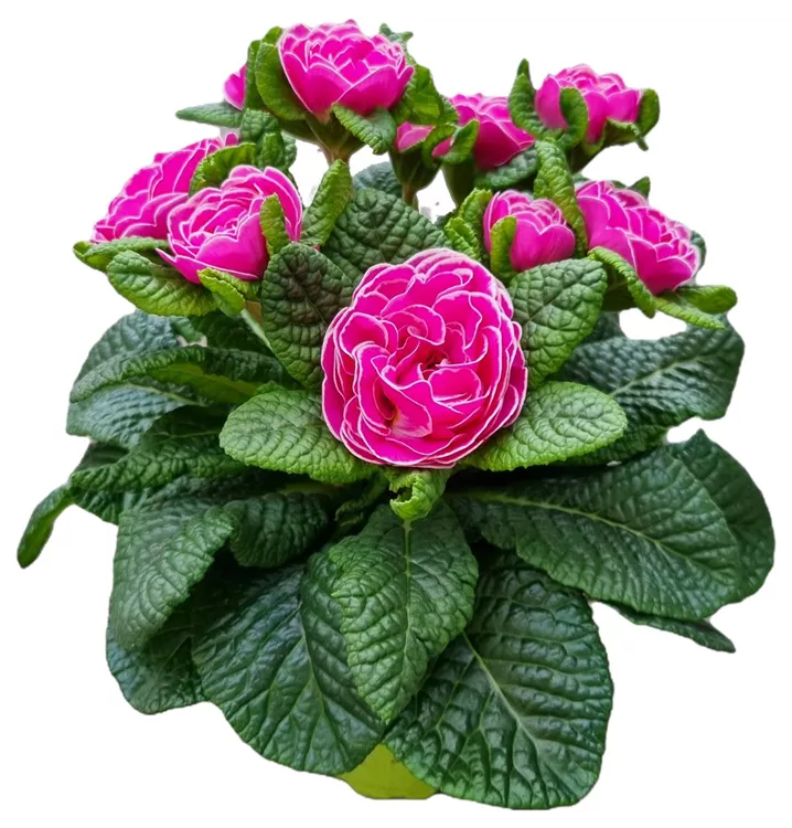 Kissen-Primel BELARINA 'Rosalina'