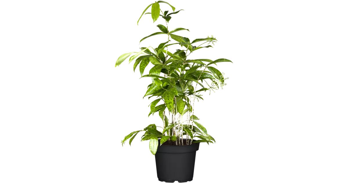 Dracaena surculosa, Drachenbaum, Zimmerpflanzen Online und vor Ort kaufen -  1A Garten Ammer