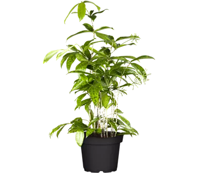Dracaena surculosa