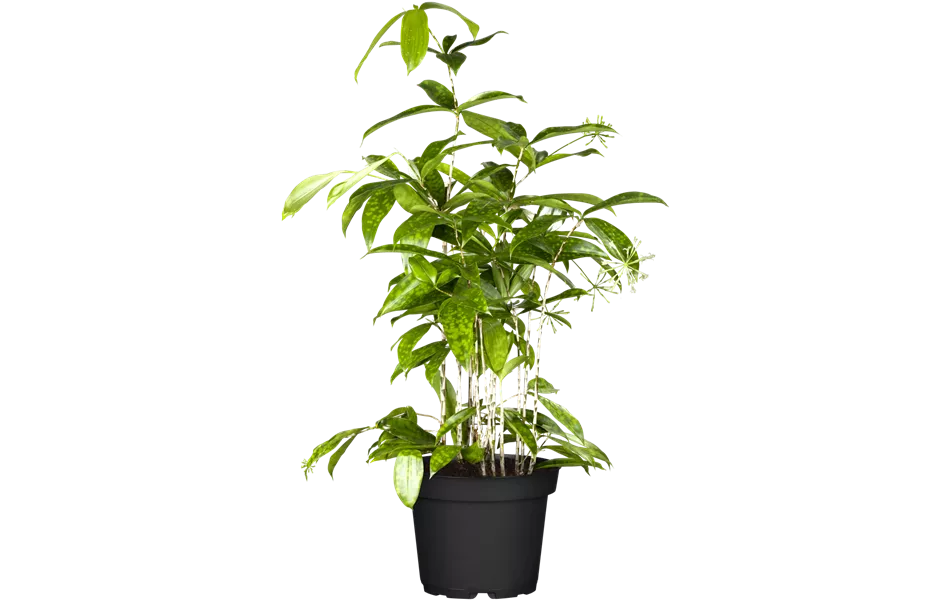 Dracaena surculosa