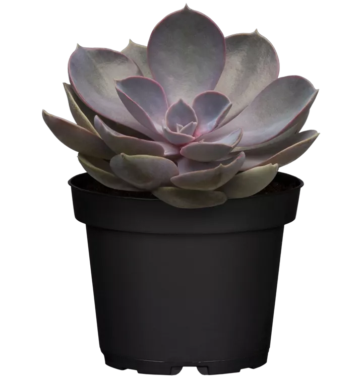 Echeverie 'Perle von Nürnberg'