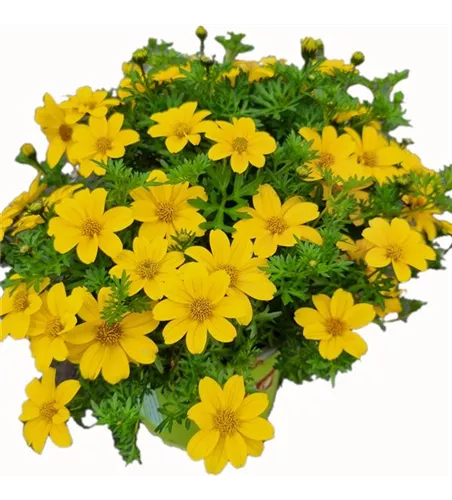 Bidens ferulifolia 'Sixbi Sun'