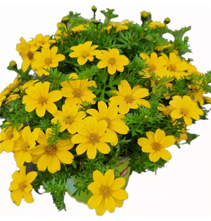 Goldmarie 'Sixbi Sun'