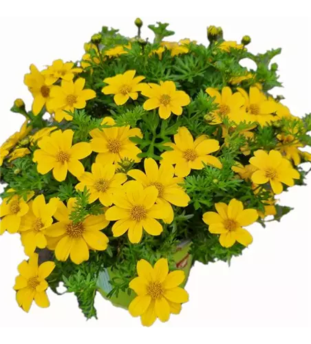Bidens ferulifolia 'Sixbi Sun'